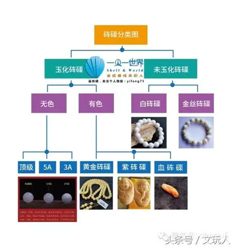 硨磲顏色|硨磲分類知識大全，你再也不用擔心不認識硨磲了